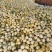 星甜20二茬大量上市全部毛毛钱