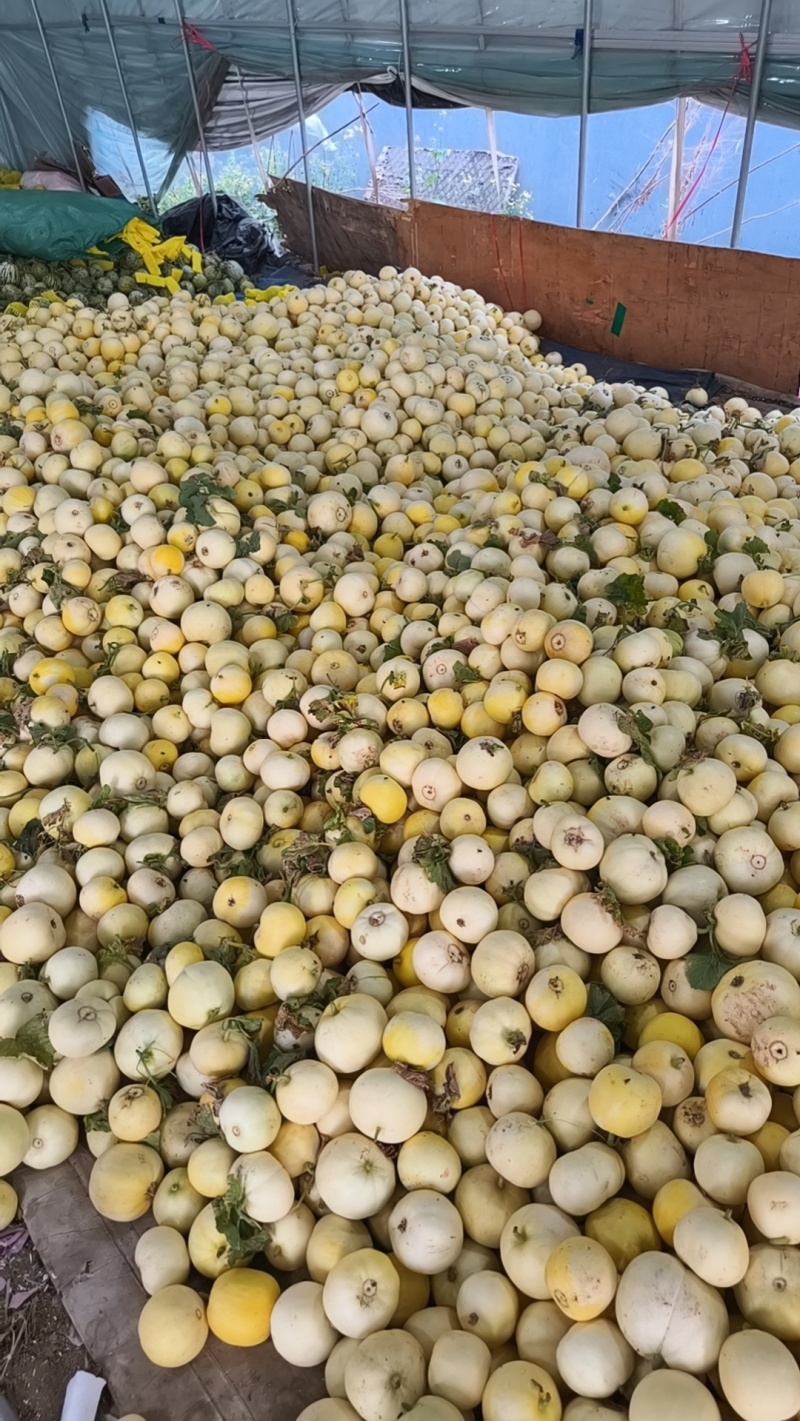星甜20二茬大量上市全部毛毛钱