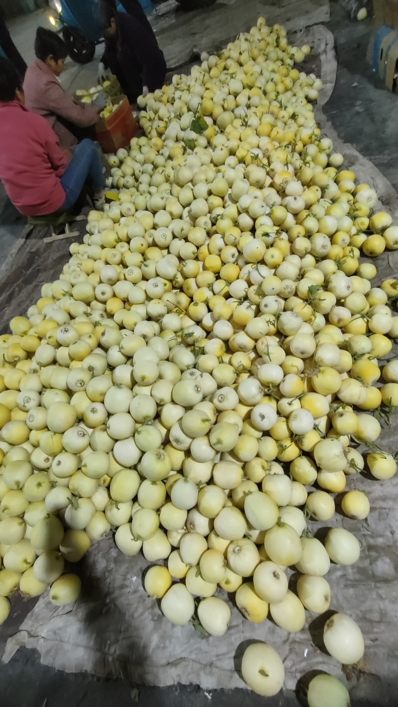 星甜20二茬大量上市全部毛毛钱