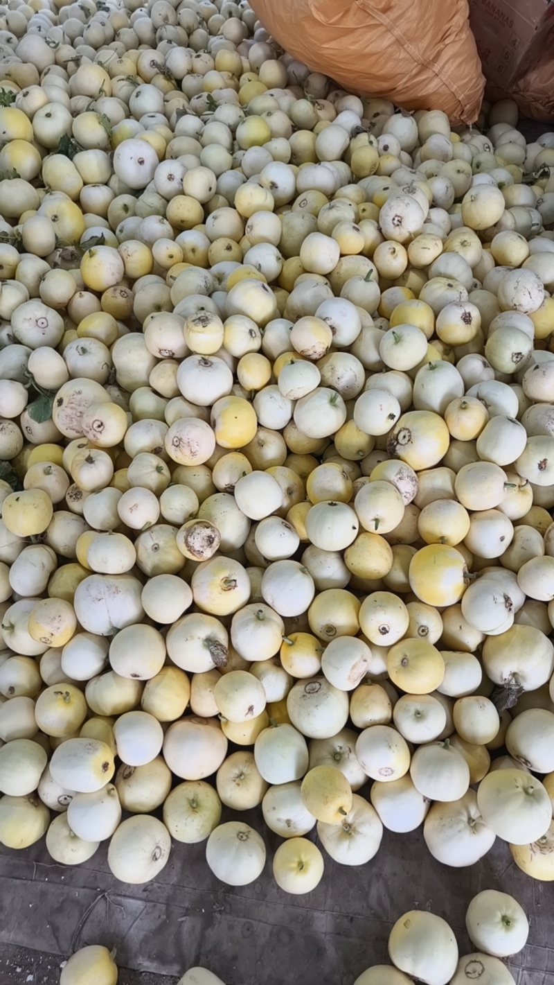 星甜20二茬大量上市全部毛毛钱