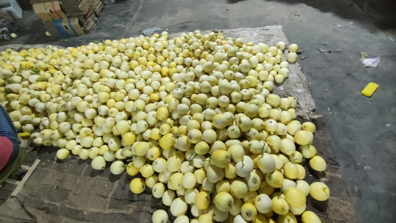 星甜20二茬大量上市全部毛毛钱