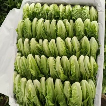 意大利生菜，常年有货