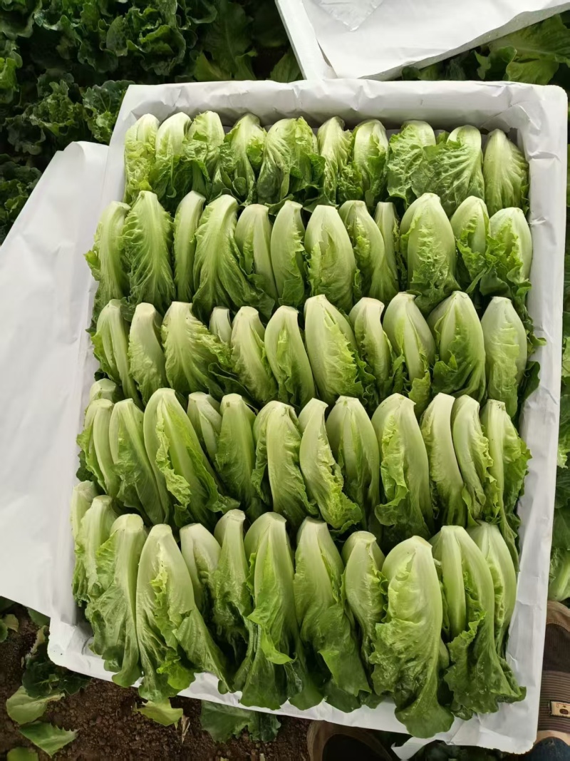 意大利生菜，常年有货