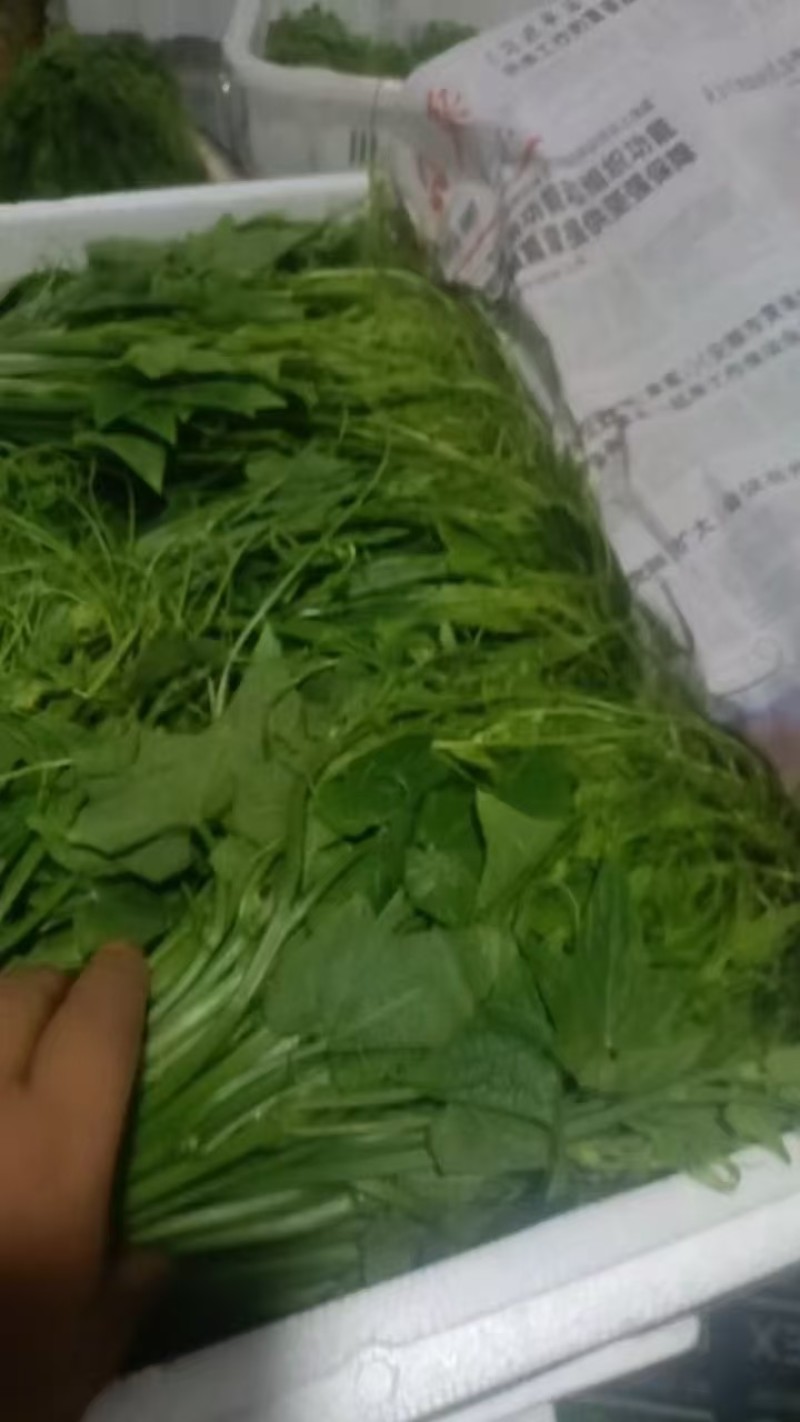丝瓜尖，常年有货