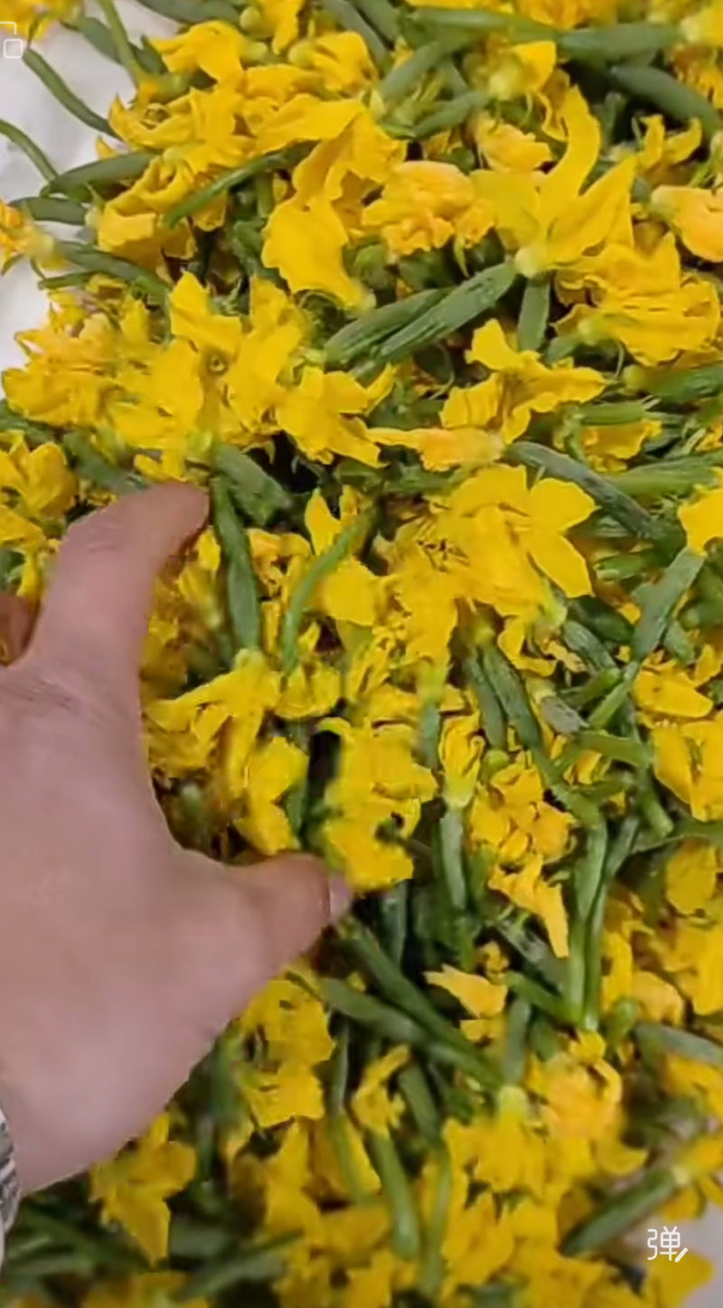 黄瓜花