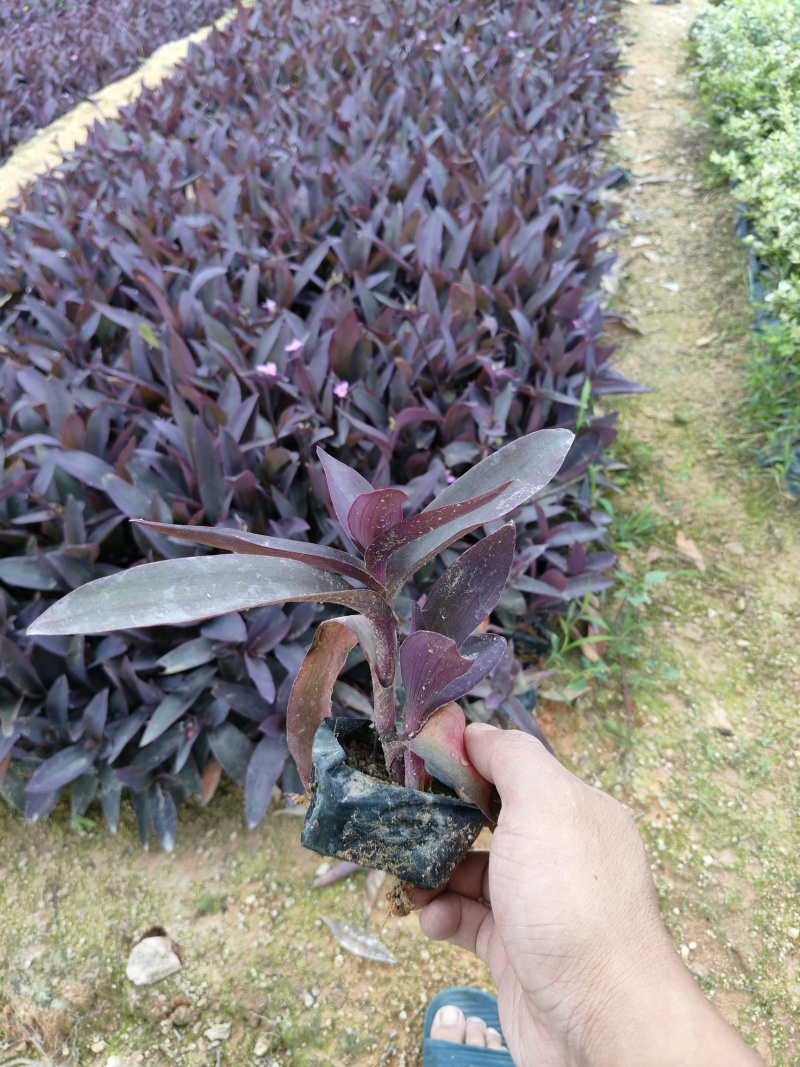紫竹梅，鸭趾草，紫罗兰