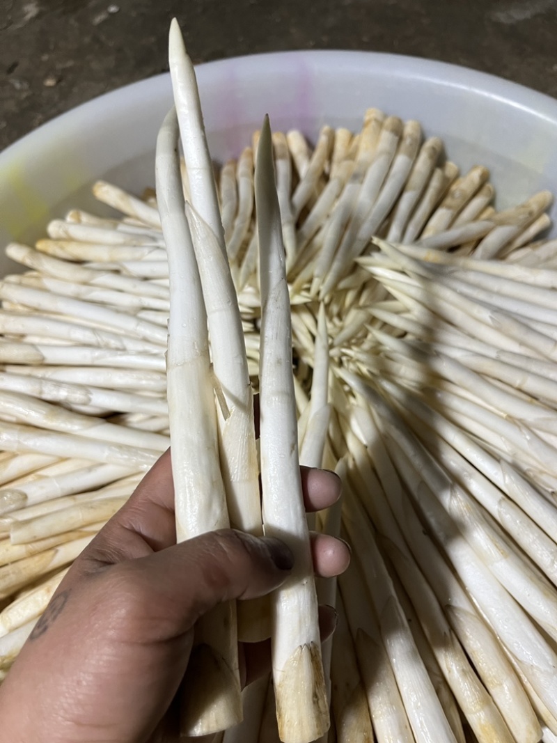 蒙自草牙，名为象牙草，长期供应，批发价格。同城多少都送货上门