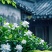 纯野生的栀子花