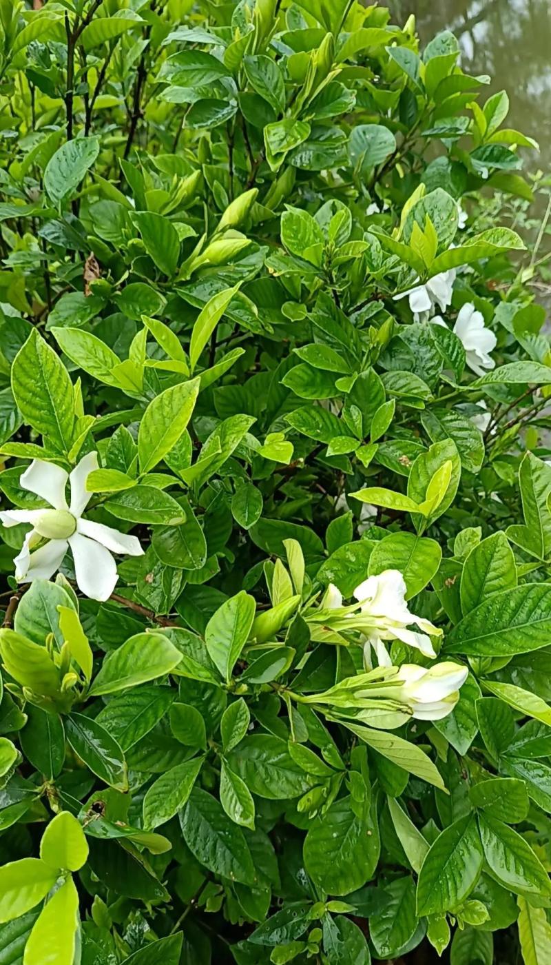 纯野生的栀子花