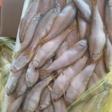 黄鲫子鱼