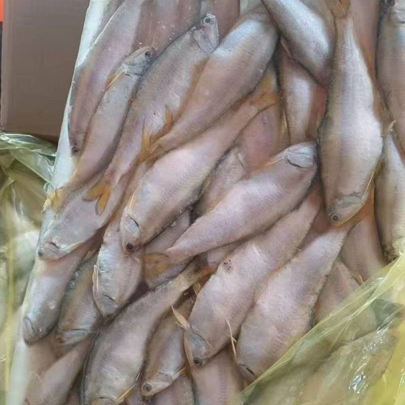黄鲫子鱼