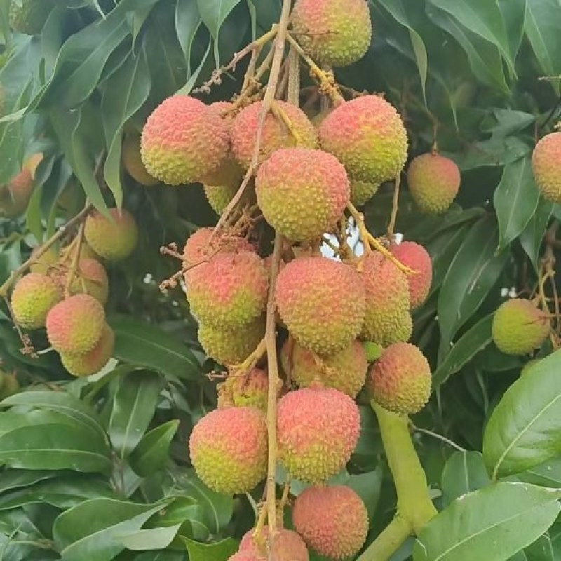 妃子笑荔枝