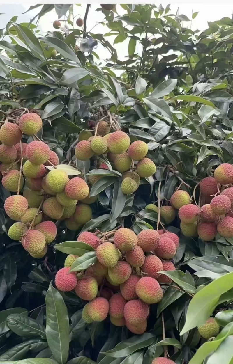 妃子笑荔枝