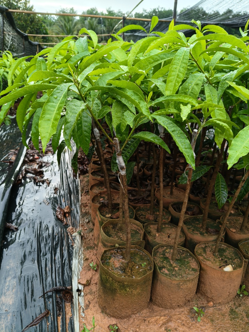 耀堂仙桃鸡蛋果苗