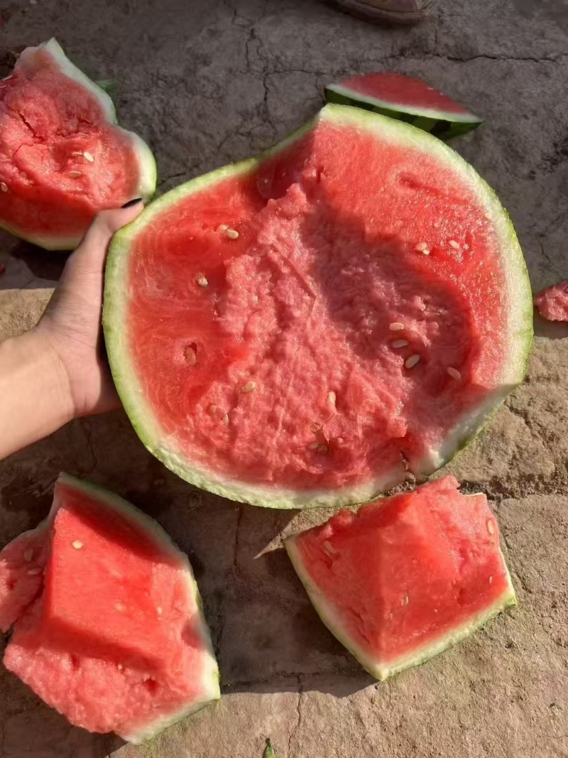 大棚无籽美都大量上市小薄皮大红瓤可视频看货