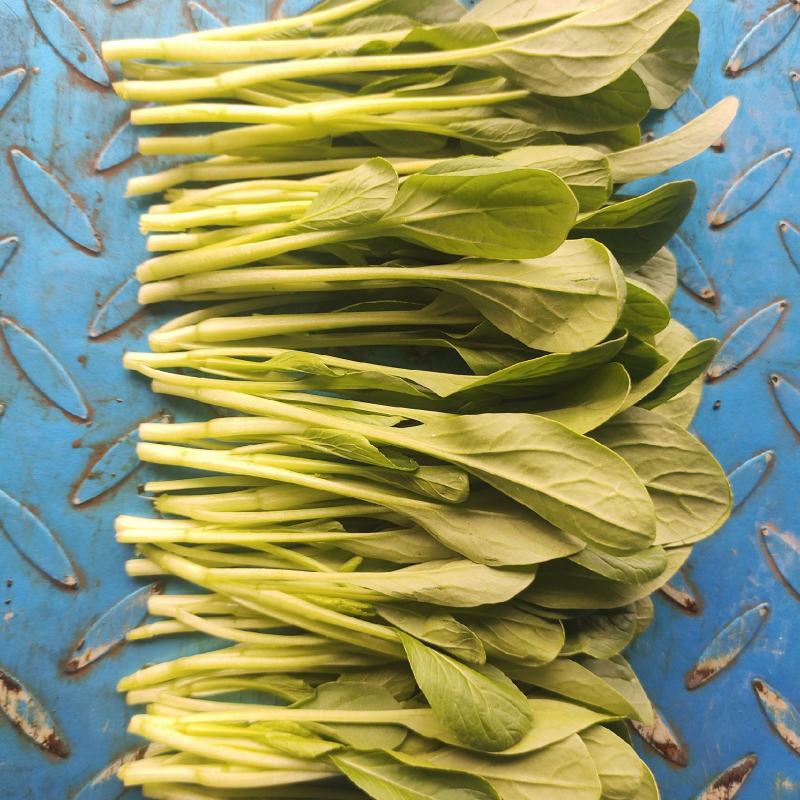 鸡毛菜精品鸡毛菜货源稳定产地直发