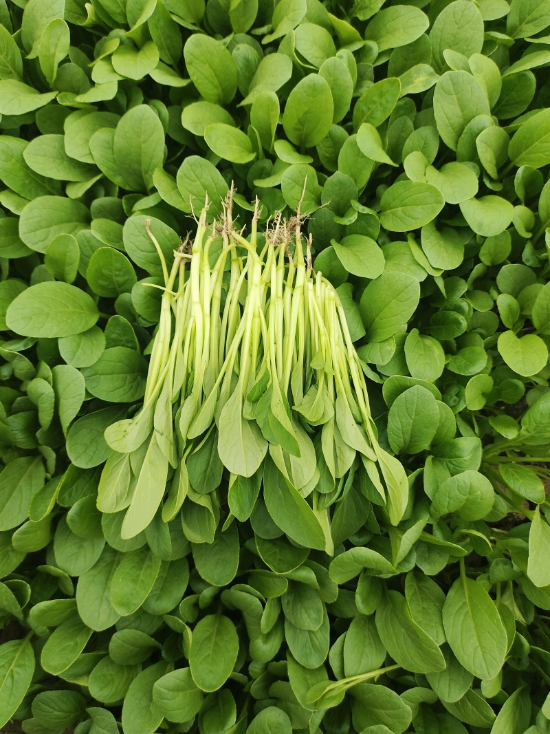 鸡毛菜精品鸡毛菜货源稳定产地直发