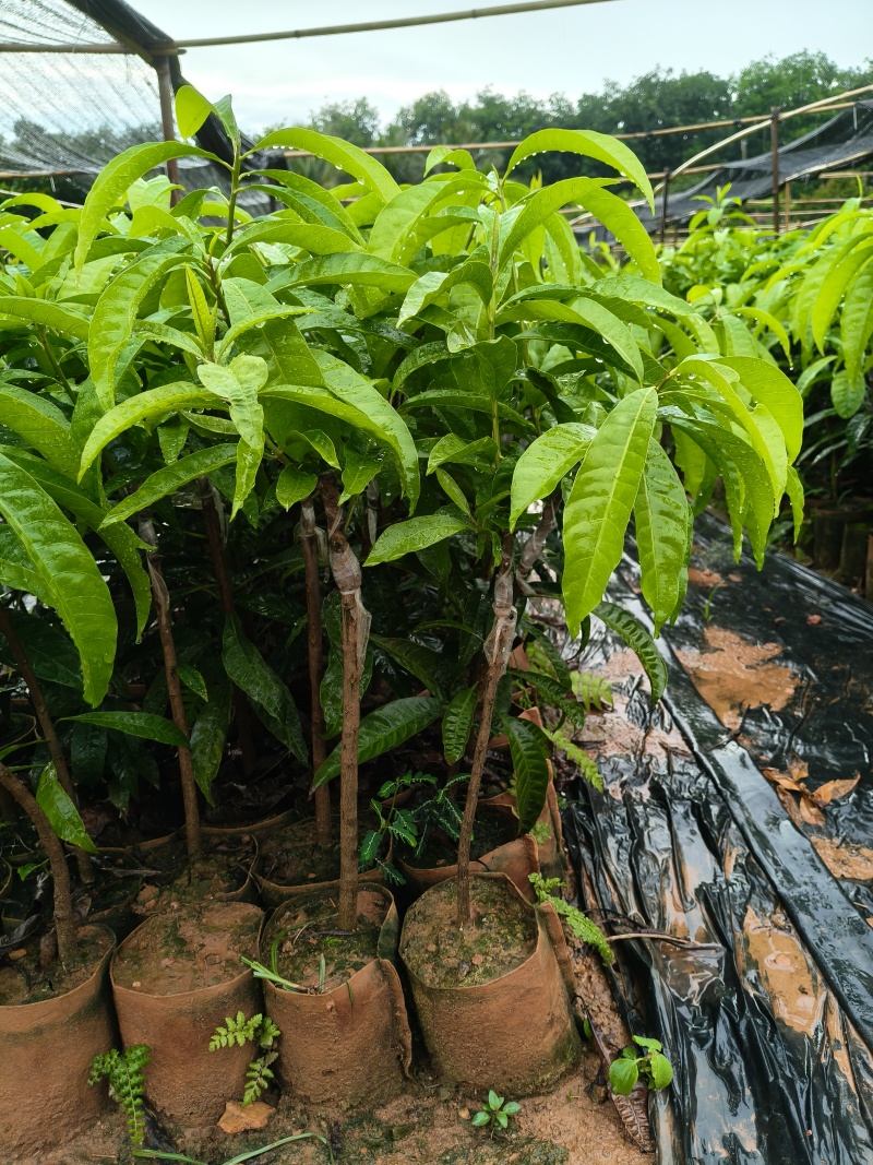 耀堂仙桃鸡蛋果苗
