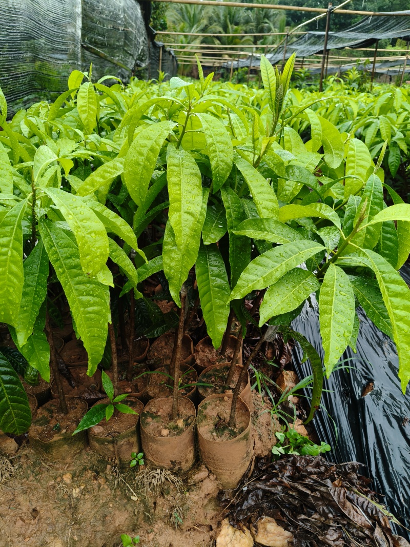 耀堂仙桃鸡蛋果苗