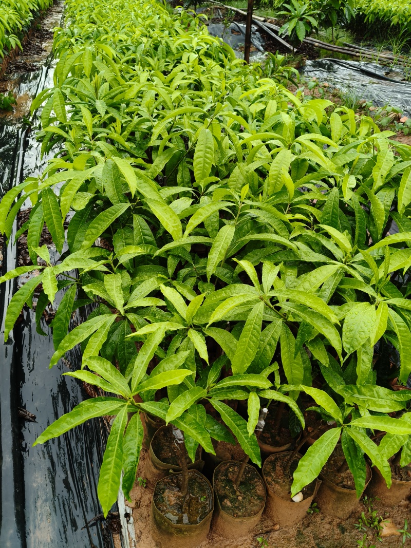 耀堂仙桃鸡蛋果苗