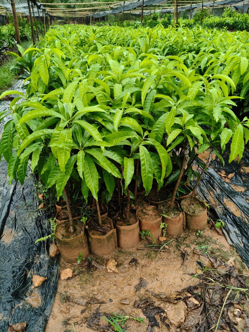 耀堂仙桃鸡蛋果苗