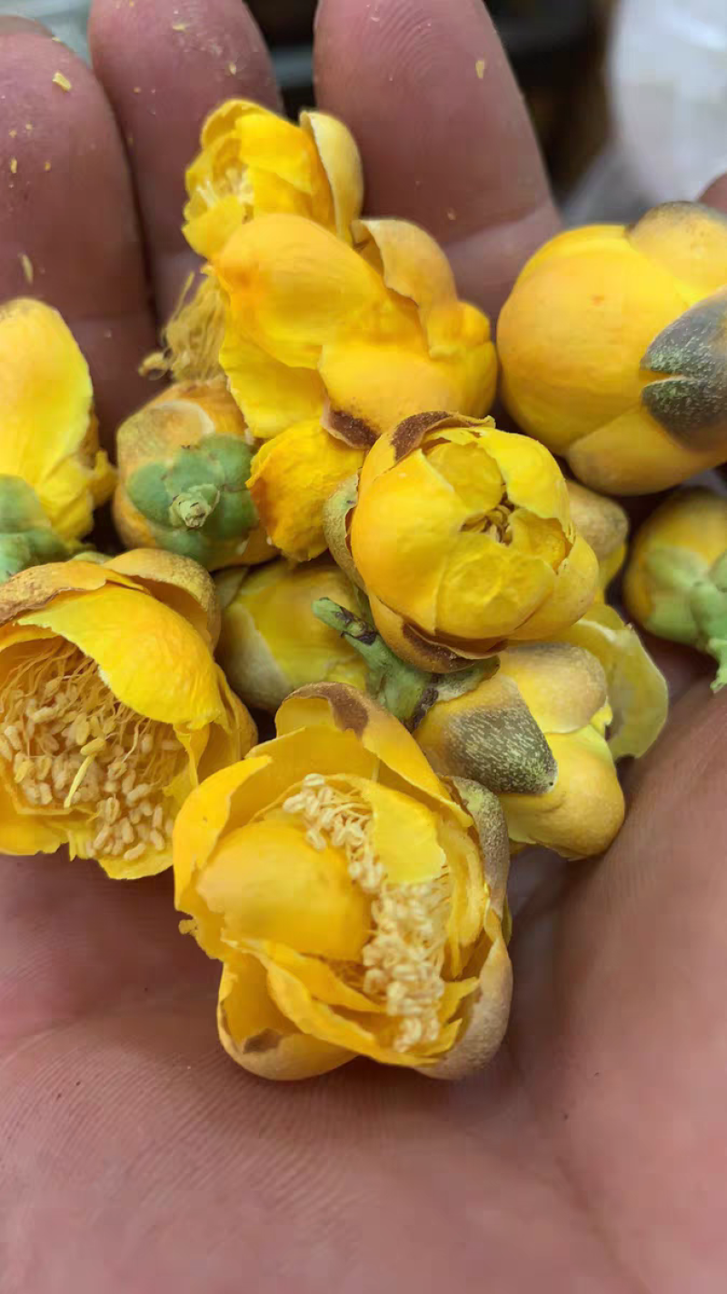 金花茶新茶广西十万大金花茶精选冻干花朵金茶花批发零售