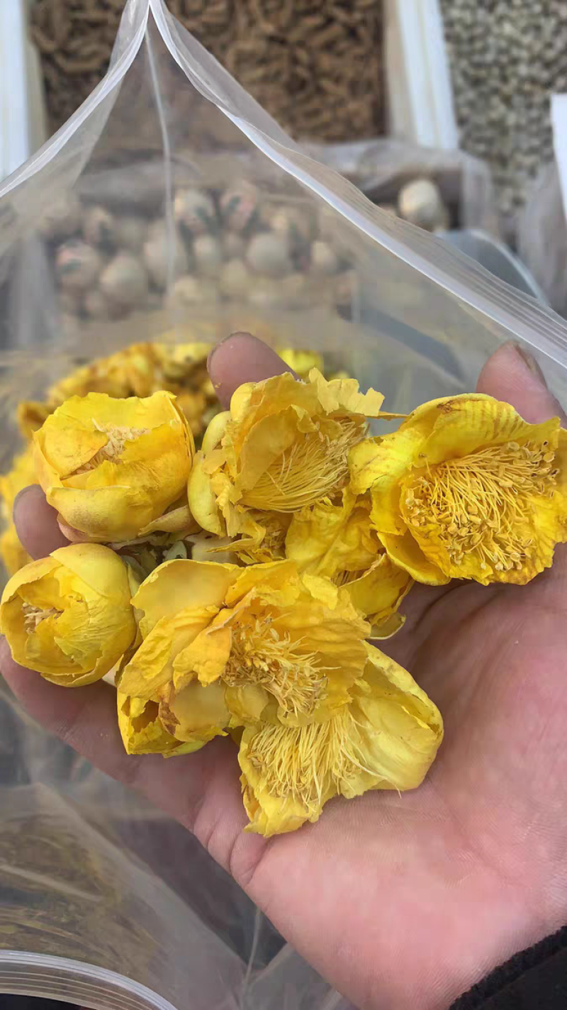 金花茶新茶广西十万大金花茶精选冻干花朵金茶花批发零售