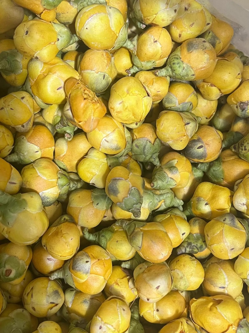 金花茶新茶广西十万大金花茶精选冻干花朵金茶花批发零售