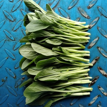 鸡毛菜