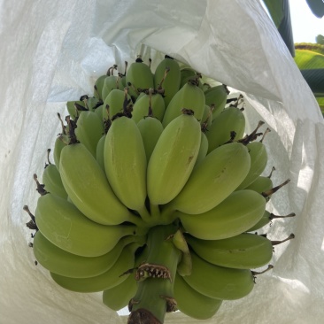 苹果蕉大量供应货源稳可批发等多渠***********