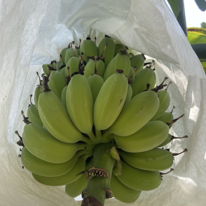 苹果蕉大量供应货源稳可批发等多渠***********