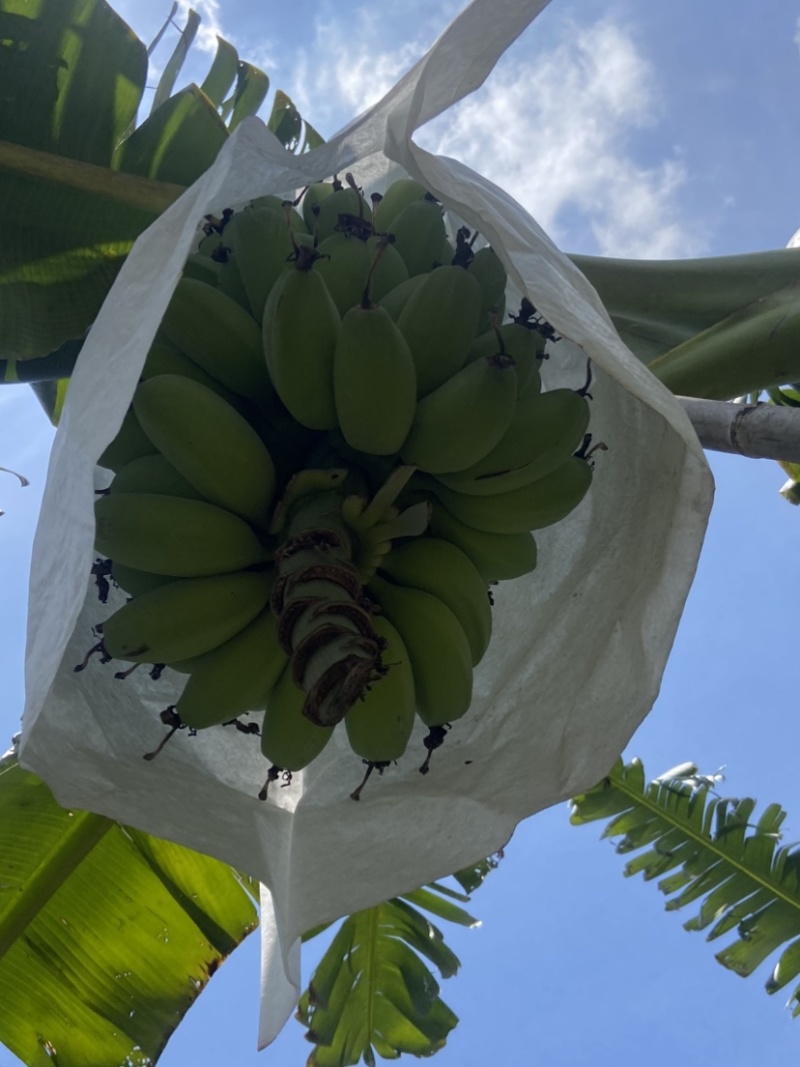 苹果蕉大量供应货源稳可批发等多渠***********