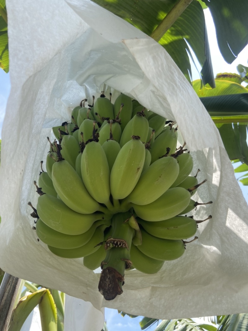 苹果蕉大量供应货源稳可批发等多渠***********
