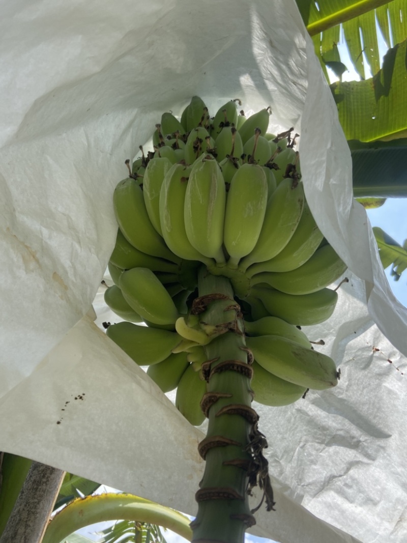 苹果蕉大量供应货源稳可批发等多渠***********