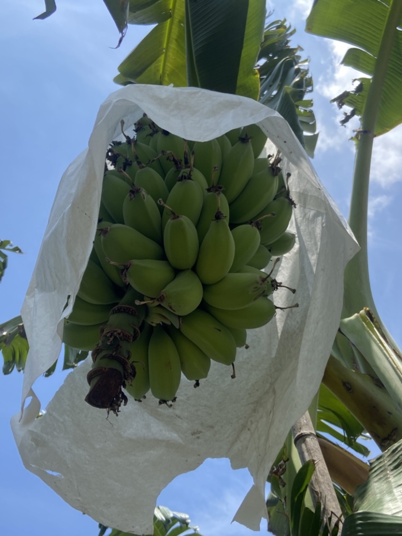 苹果蕉大量供应货源稳可批发等多渠***********
