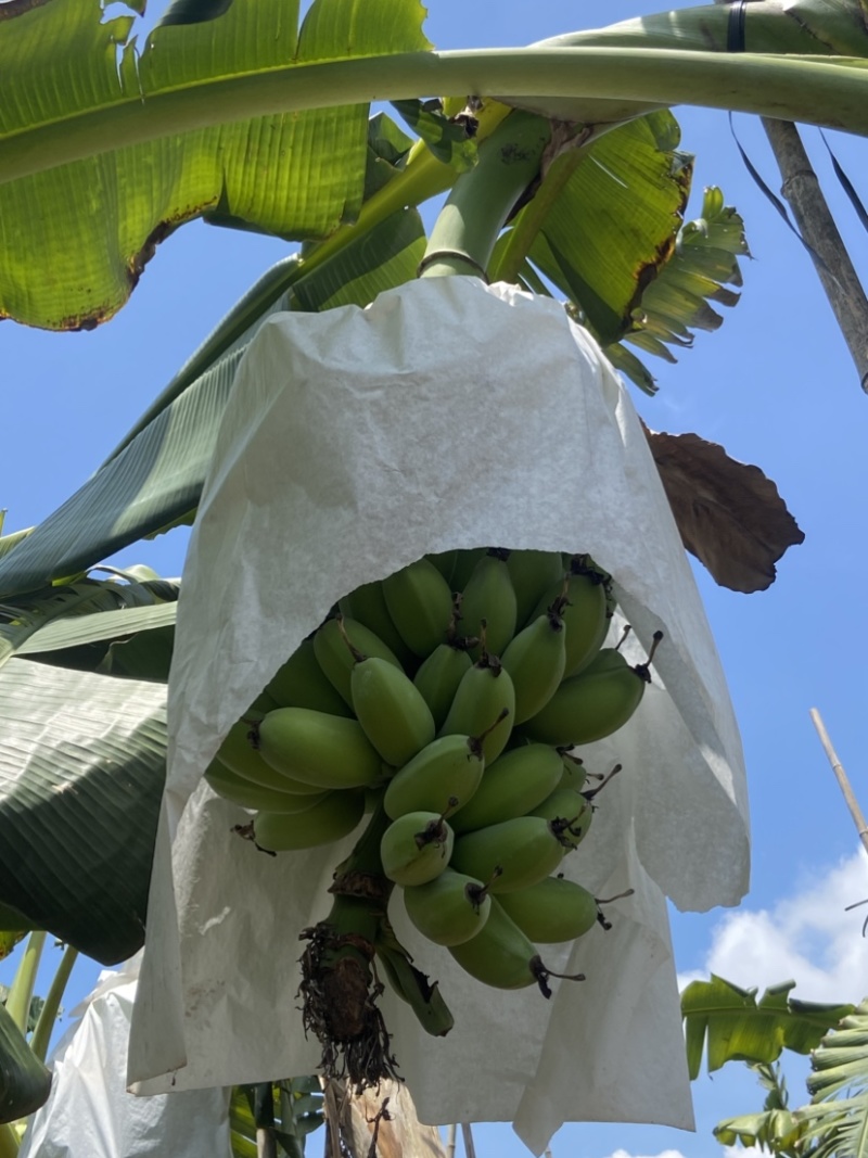 苹果蕉大量供应货源稳可批发等多渠***********