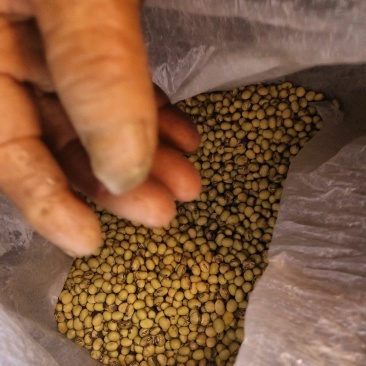 自家种植黄豆