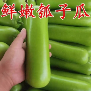 瓠子瓠瓜西葫芦产地一手货源保质保量欢迎订购