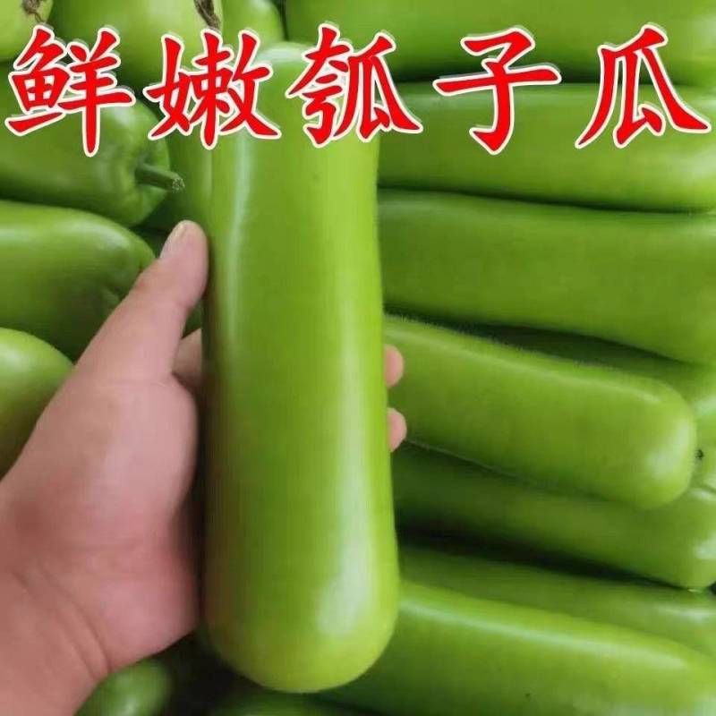 瓠子瓠瓜西葫芦产地一手货源保质保量欢迎订购
