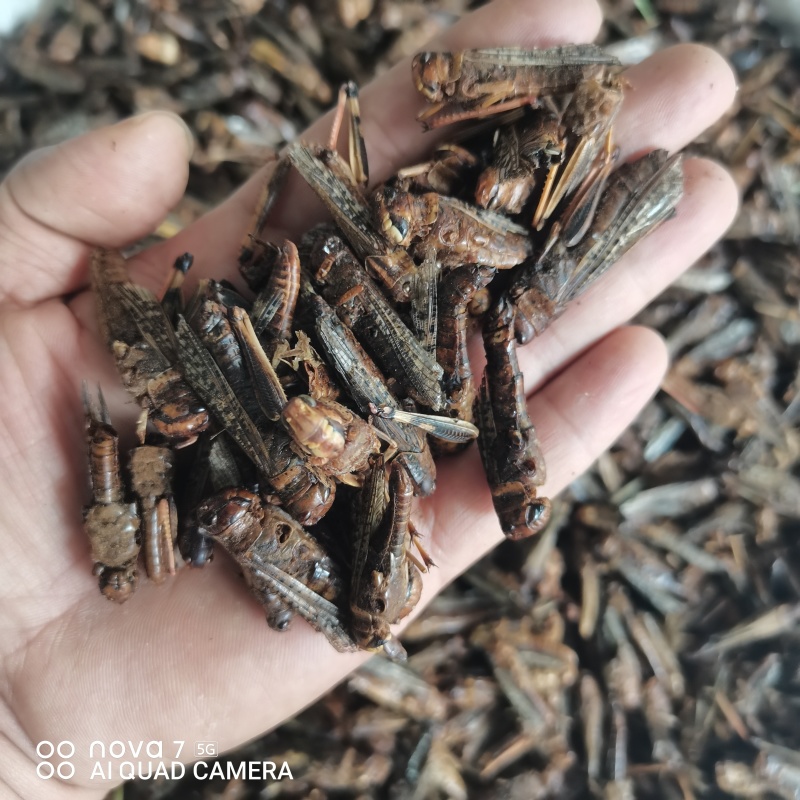 中药材蚂蚱干烘干蚂蚱干蚱蜢飞蝗鸟食新货干净
