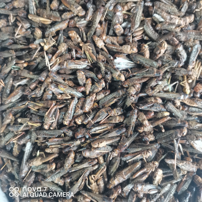 中药材蚂蚱干烘干蚂蚱干蚱蜢飞蝗鸟食新货干净