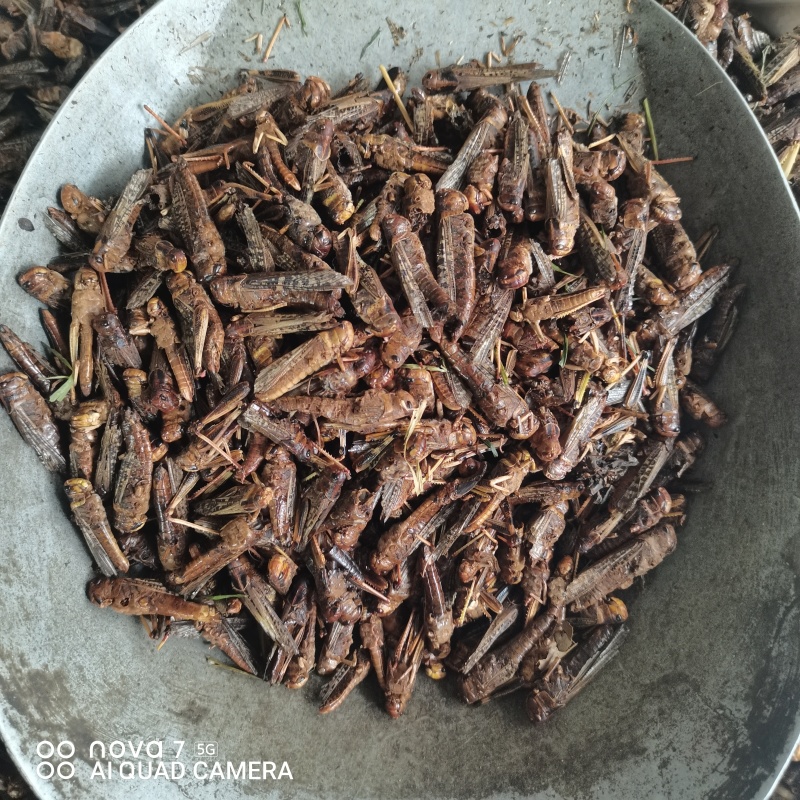 中药材蚂蚱干烘干蚂蚱干蚱蜢飞蝗鸟食新货干净