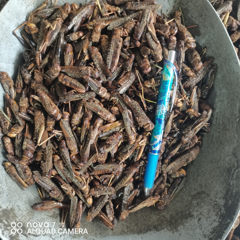 中药材蚂蚱干烘干蚂蚱干蚱蜢飞蝗鸟食新货干净