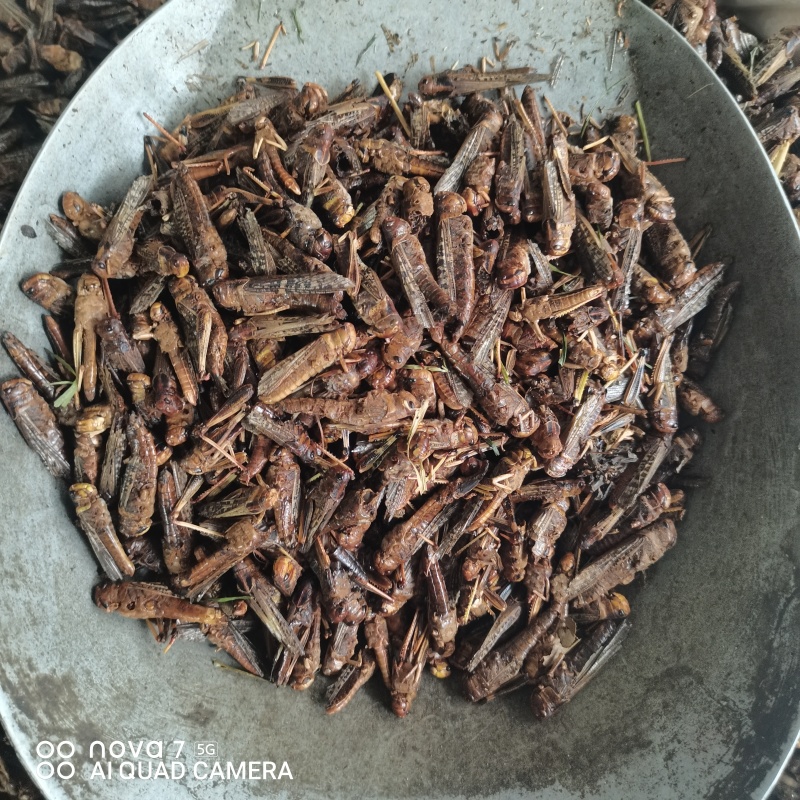 中药材蚂蚱干烘干蚂蚱干蚱蜢飞蝗鸟食新货干净
