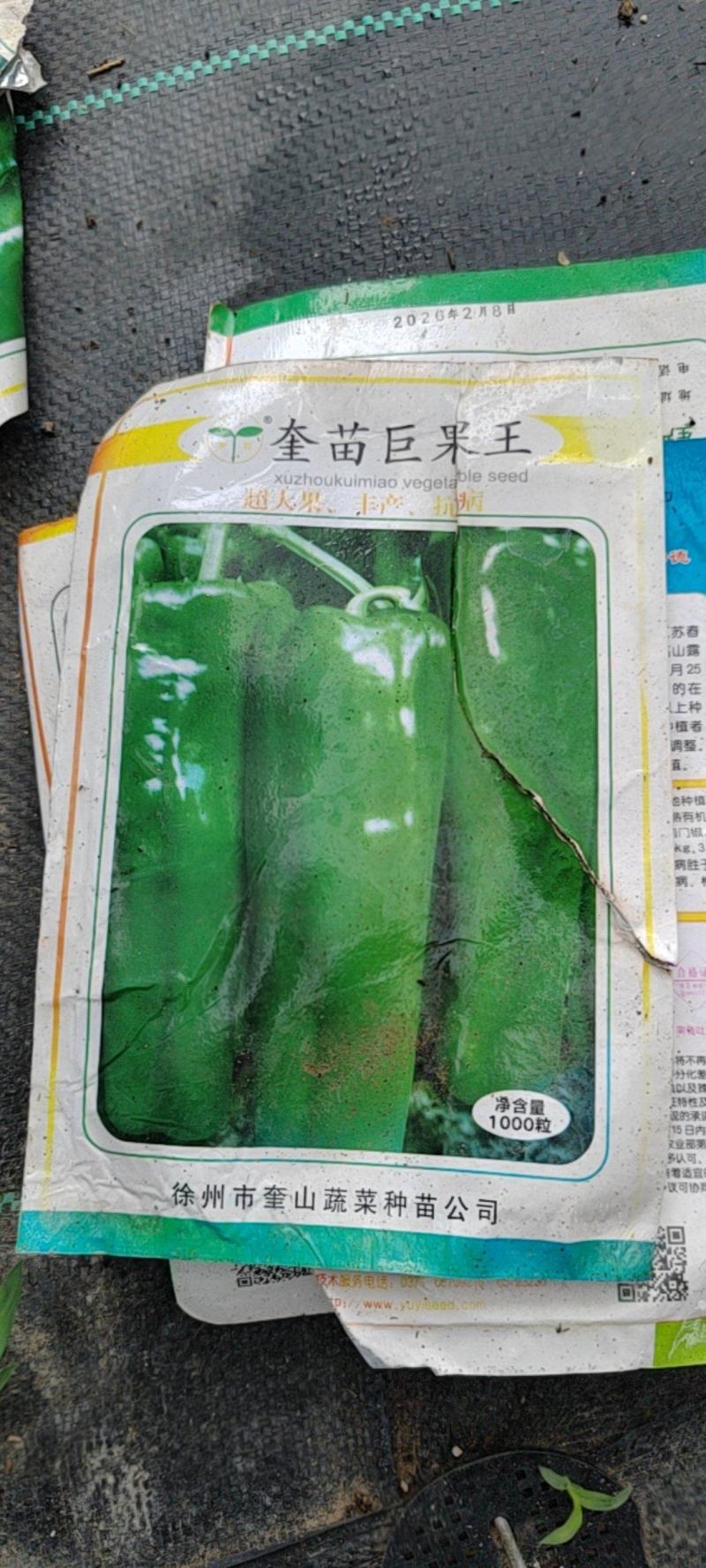 包对版，正宗大牛角辣椒秧苗