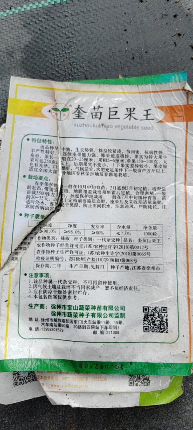 包对版，正宗大牛角辣椒秧苗