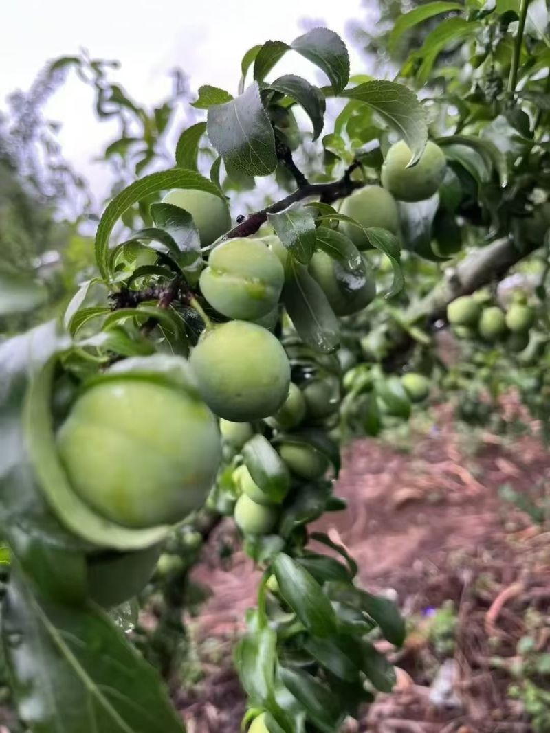 青脆李满口脆爽，酸甜解腻超开胃