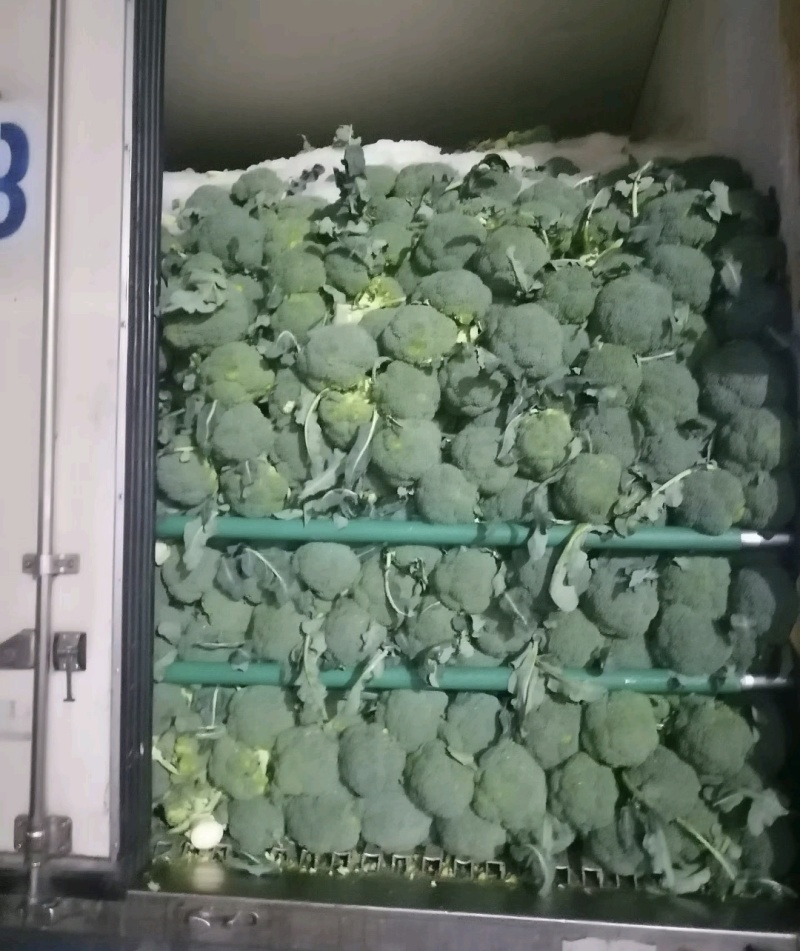 山西文水西兰花耐寒优秀西兰花基地直发货源充足量大从优