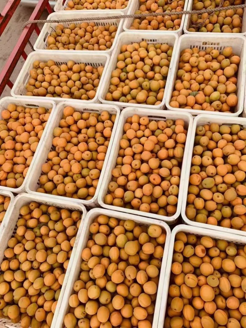 金太阳杏，商品果，平台果