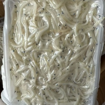 无刺无骨小银鱼面条鱼